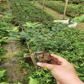 Plántula de jabuticaba (Fukuoka)